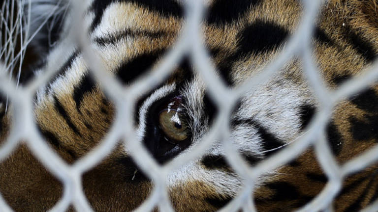 Pahang Wildlife Dept probes claim on presence of wild tigers in Sungai Karang