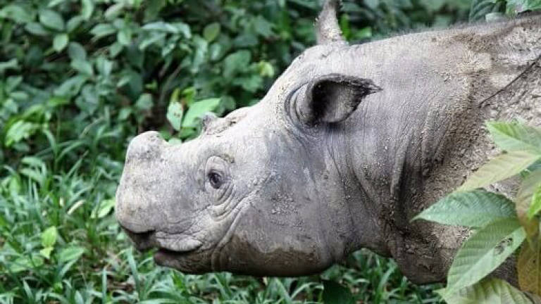 Dying rare rhino put down