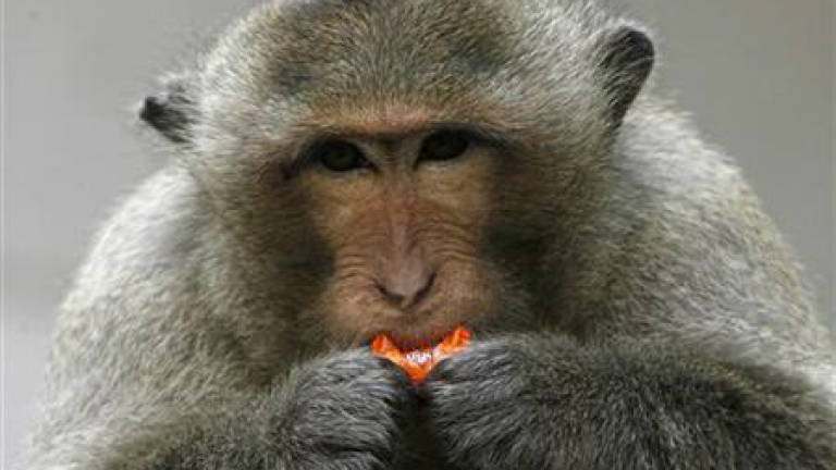 Monkeys use tools to crack nuts, shuck oysters