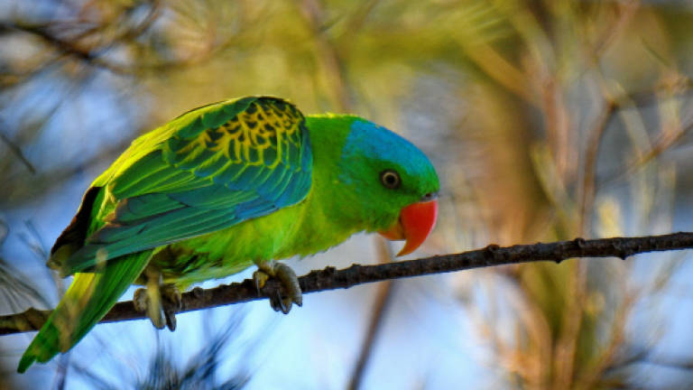 Save Tanjung Aru beach and the blue-naped parrot