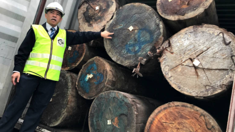 MTIB foils timber smuggling attempt