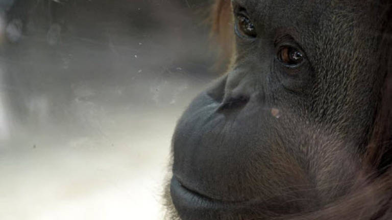 Argentine judge to decide Sandra the orangutan's fate