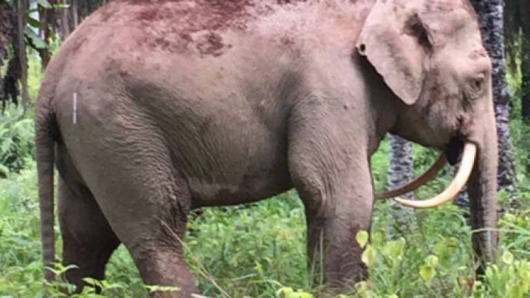 Rare Borneo pygmy elephant found dead