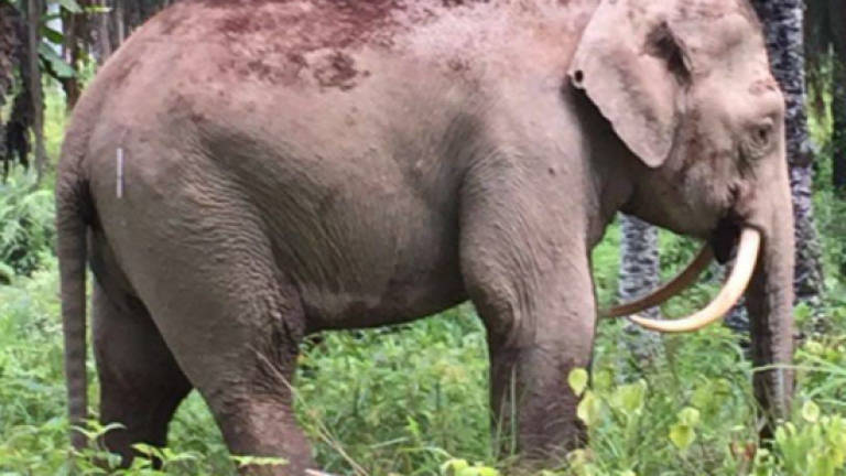 Rescued male elephant dies