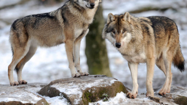 Raging debate: Does culling wolves curb poaching?