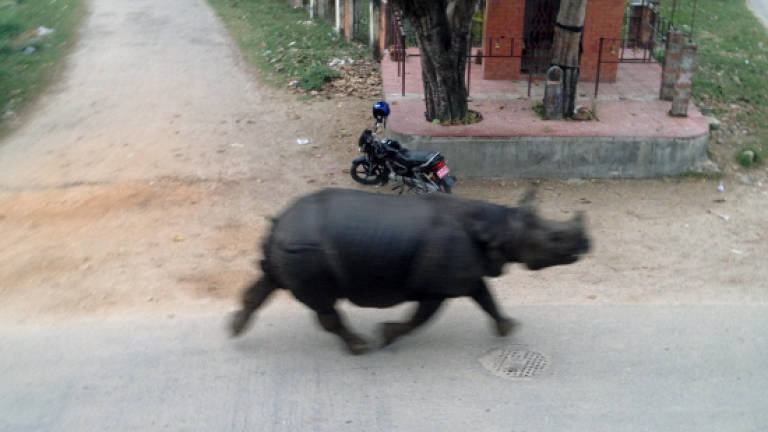 Runaway rhino kills one, injures six in Nepal