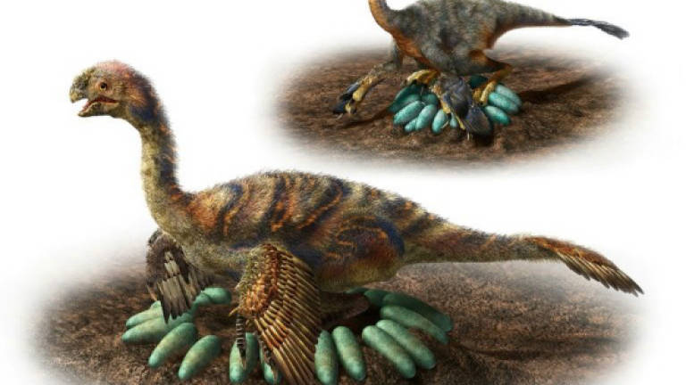 How does a one-tonne dino hatch its eggs? Carefully