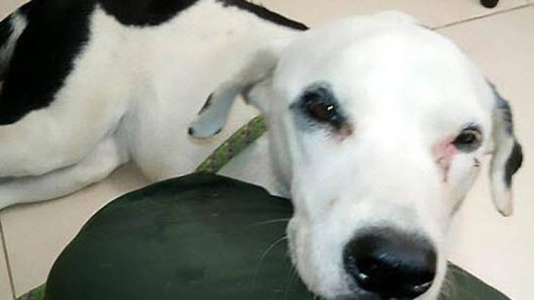 Abandoned dog dies of a 'broken heart'