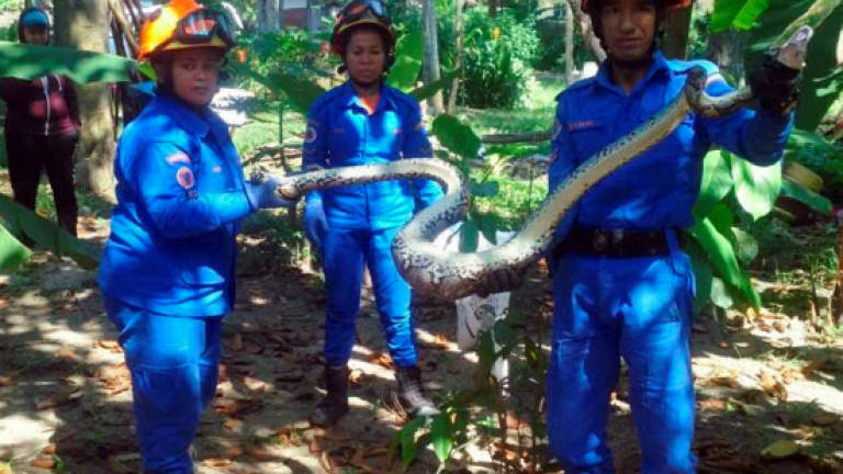 Negri Sembilan APM catches 1,039 snakes in 4 months