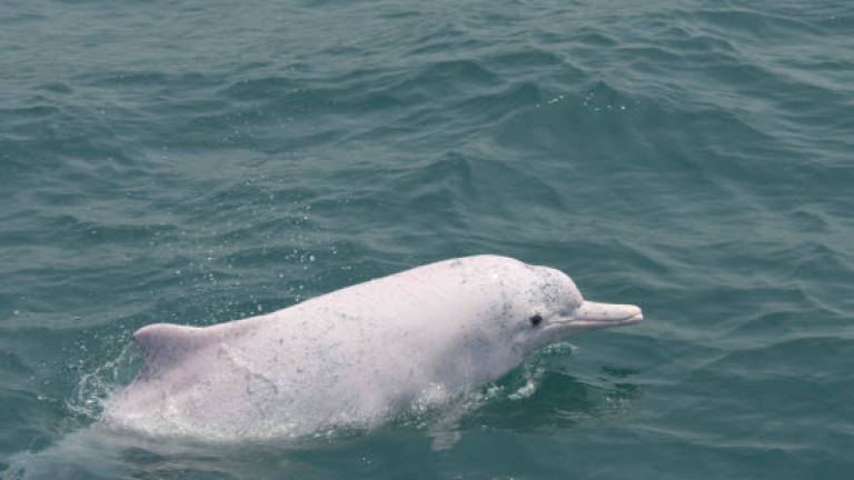 Taiwan sets up sanctuary for endangered humpback dolphin