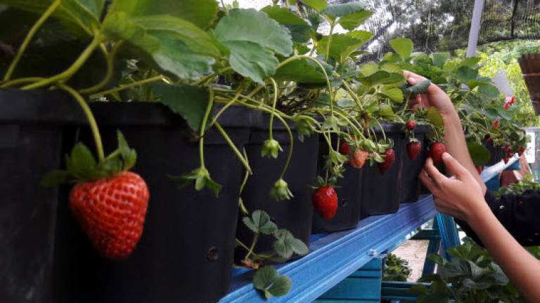 Strawberry plants growing well in Kampung Jaya Bakti, Kuching
