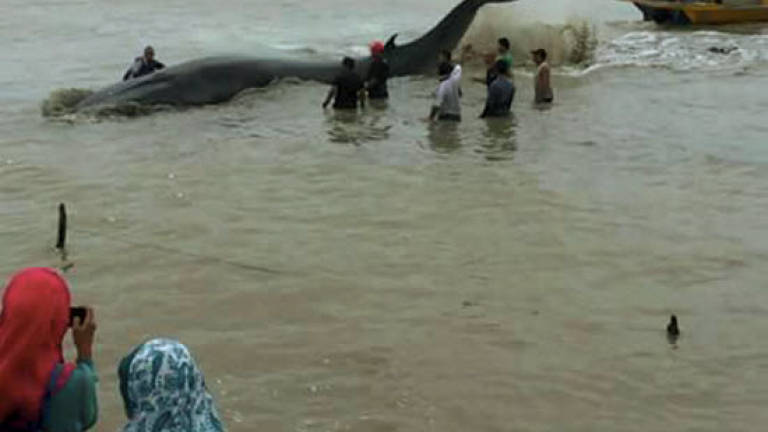 Whale of a task to help stranded whale out to sea: Fisherman