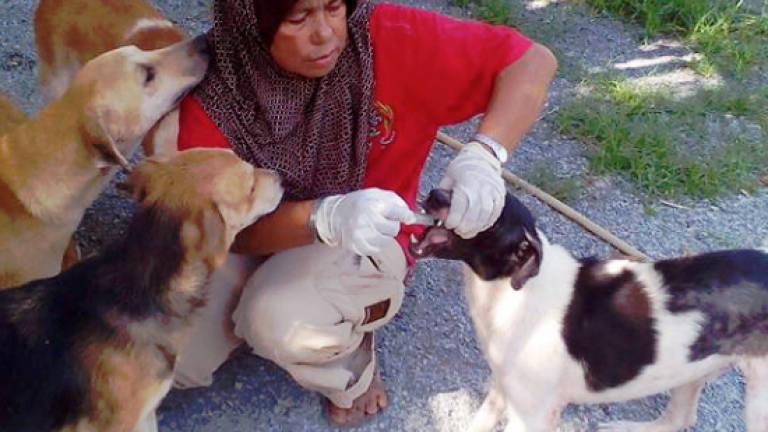 Woman with 700 strays harassed to close her shelter