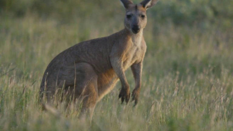 Australia kangaroo attack leaves three hurt
