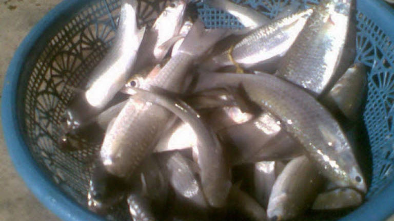 No restriction on fish imports, says Agri Ministry