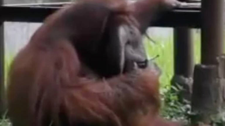Anger over smoking orang utan in Bandung Zoo (Video)
