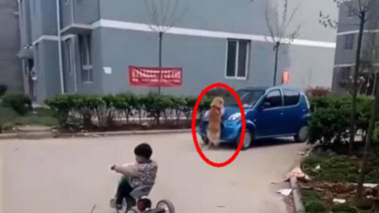 (Video) Dog saves the day