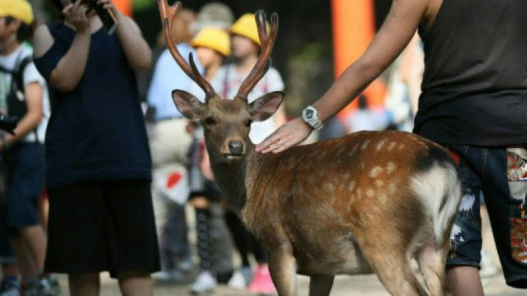 Oh deer: Japan park issues tips as animals nibble tourists