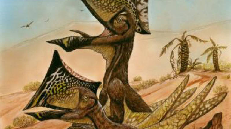 Stash of bones reveals new species of flying dinosaur