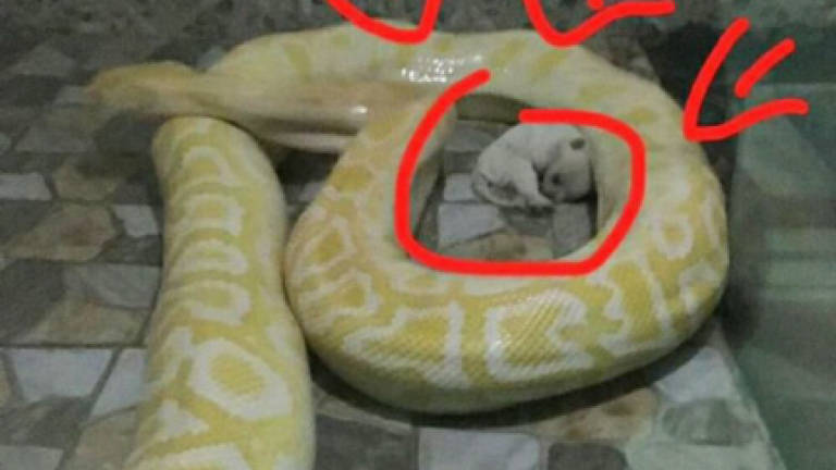 Zoo stops feeding live puppies to pythons after uproar (Video)