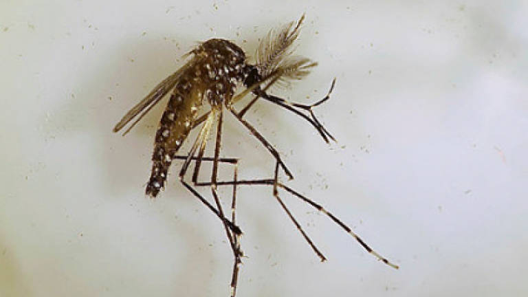 Sterilised mosquito trial slashes dengue-spreading population