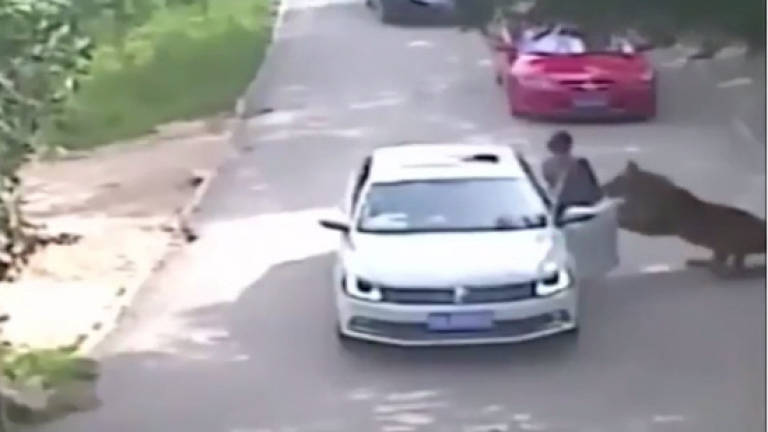 Woman mauled by tiger asking for RM448,000 in compensation (Video)