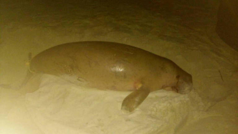 Dead dugong found washed ashore in Johor