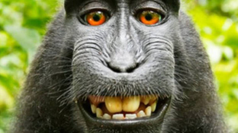 No more monkeying around: 'monkey selfie' case settled