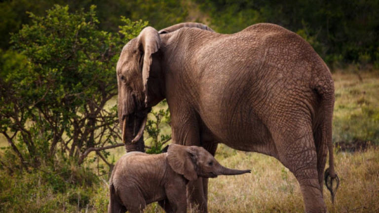 Top elephant conservationist shot dead in Tanzania