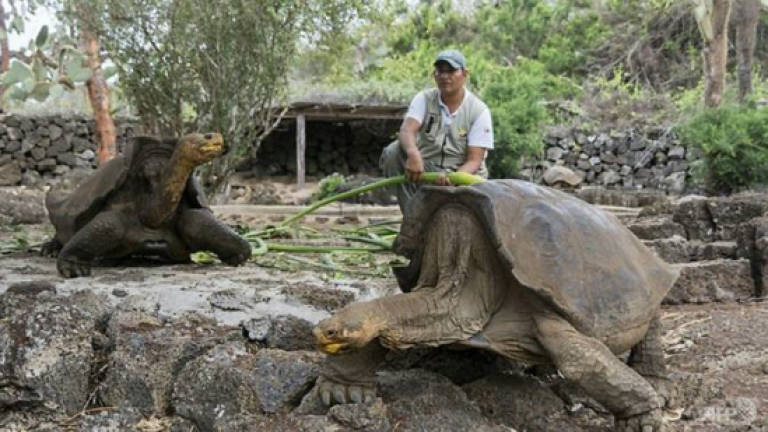 'Extinct' giant tortoise to be bred in captivity