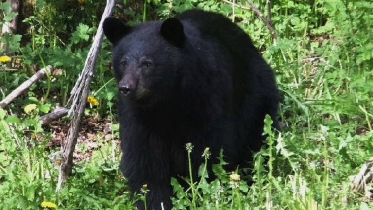 US teen killed by bear in Alaska running race