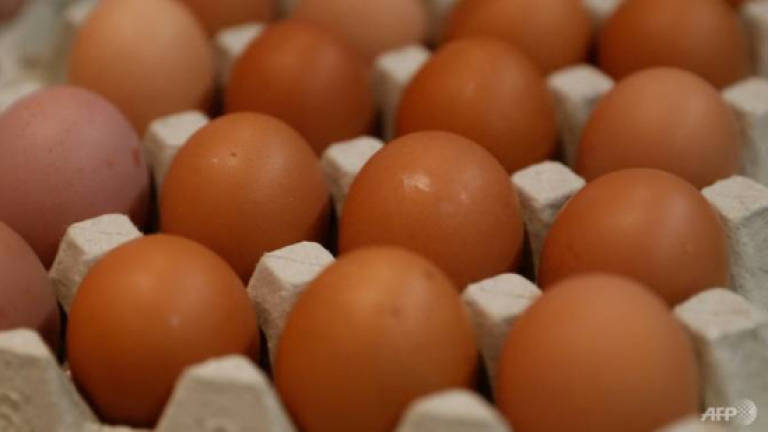 Japan scientists grow drugs in chicken eggs