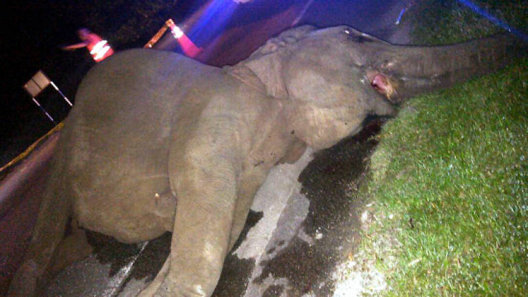 Cow elephant dies after collision with lorry in Kota Tinggi
