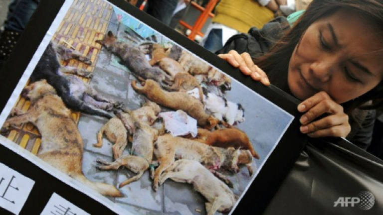 Taiwan bans euthanasia of stray animals