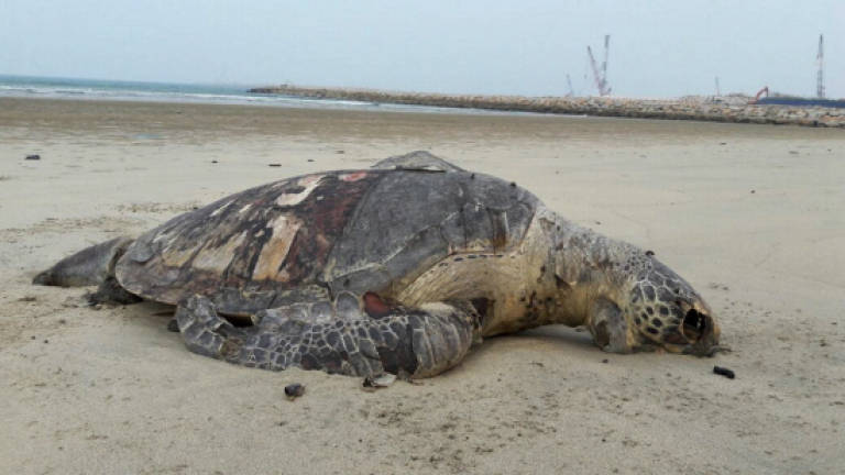 Only two turtles dead in Kuantan: State official
