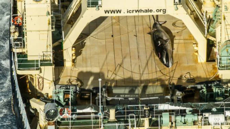 Japan seeks upgraded whaling ship as PM vows to continue hunts
