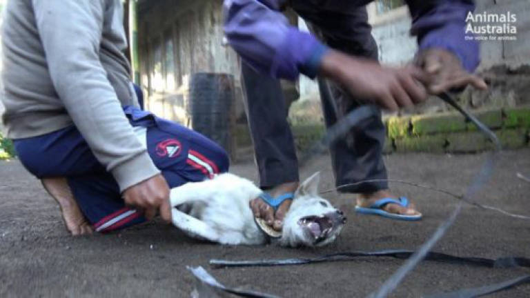 Dog meat sold as chicken, probe reveals