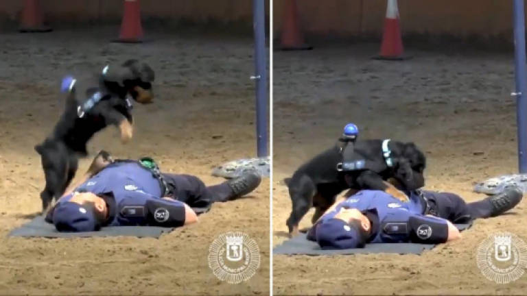 Can a dog perform CPR on man? (Video)