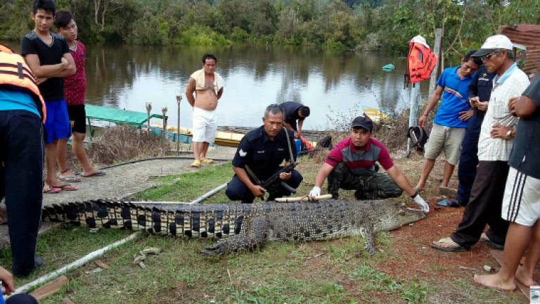 Marudi croc caught in 'Ops Sang Bedal'