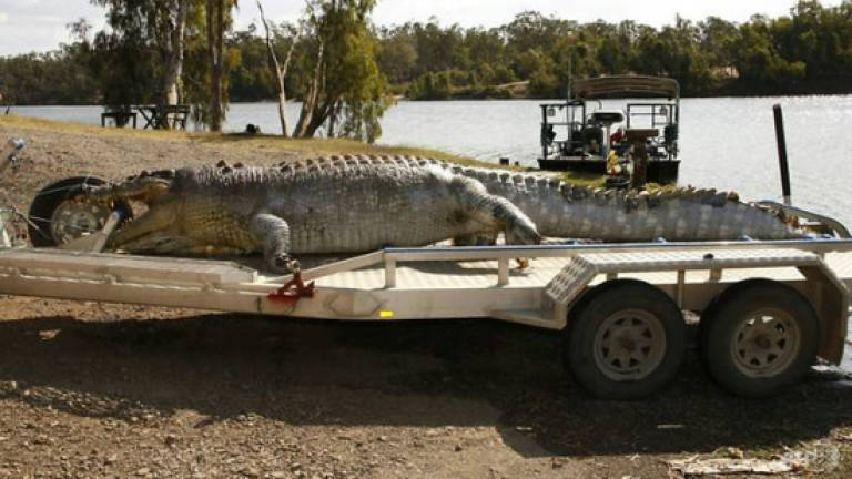 Australian police hunt killer of giant crocodile