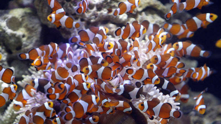 Finding Nemo may become even harder: Climate study