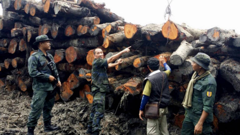 Sarawak PGA seizes 480 mangrove logs in Lundu