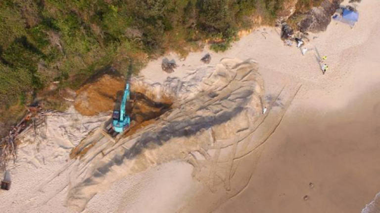 Whale carcass dug up from Australian beach over shark fears