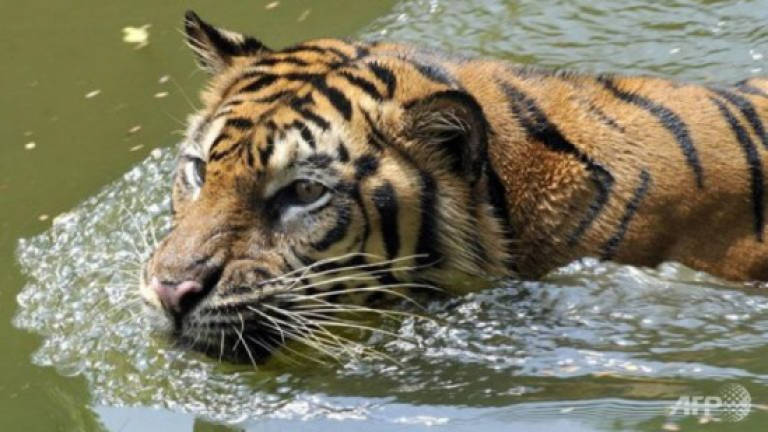 Sumatran tiger mauls Indonesian man to death