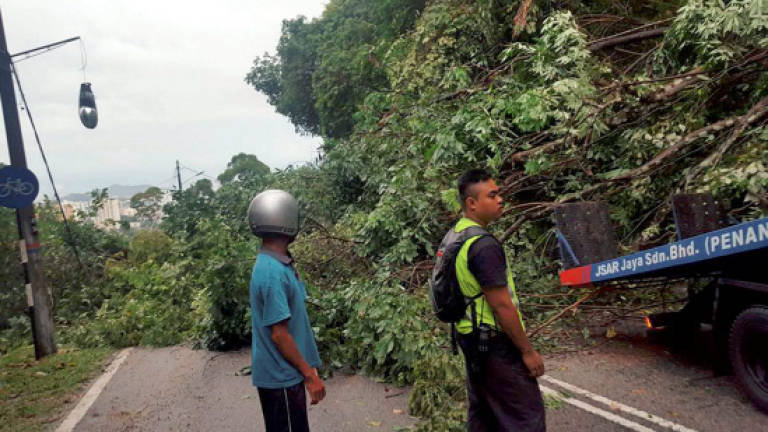Fallen tree blocks Jalan Paya Terubong