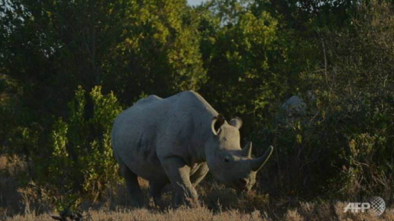 White rhino killed by poachers at French zoo