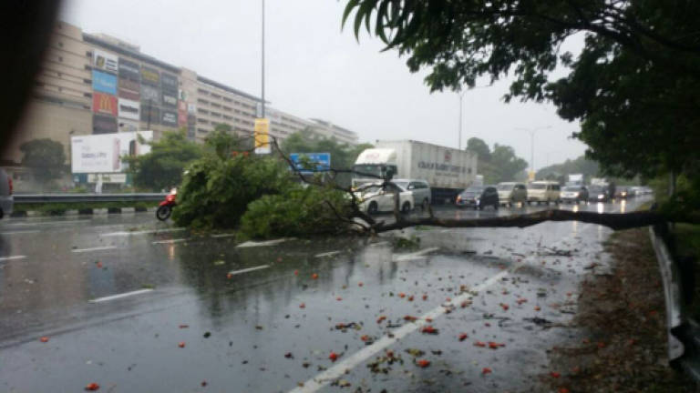 Heavy rain, strong wind bring down trees in Penang