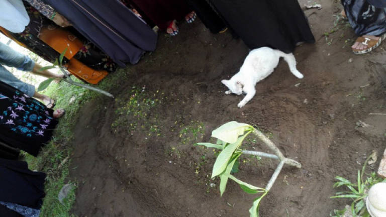 Cat refuses to leave grave of cat lover (Video)