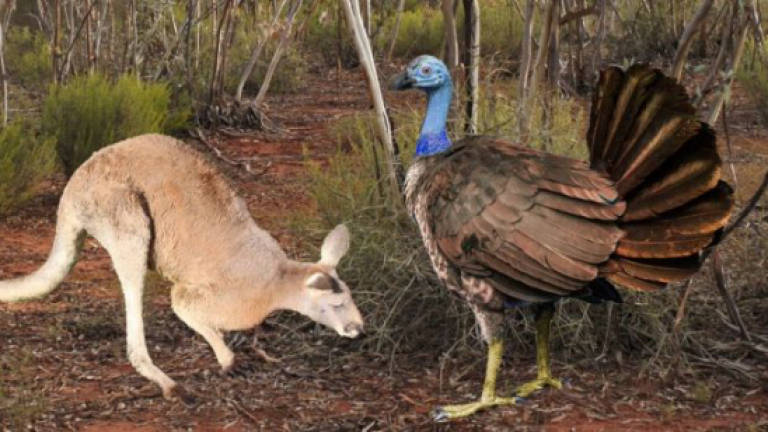 Giant flying turkey once roamed Australia