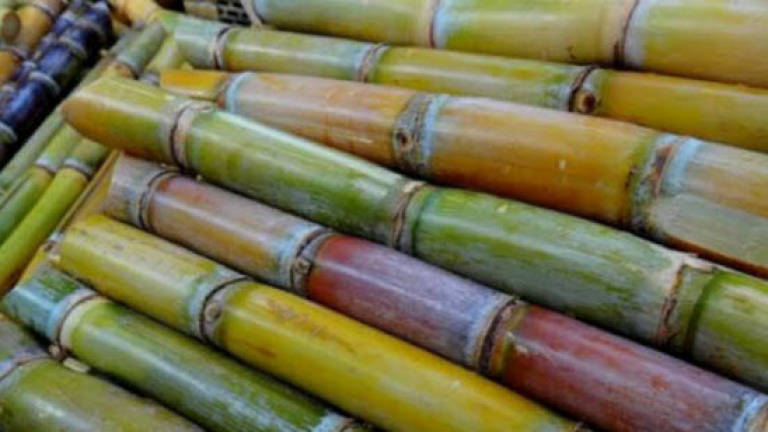 No report sugarcane juice contaminated with rat urine